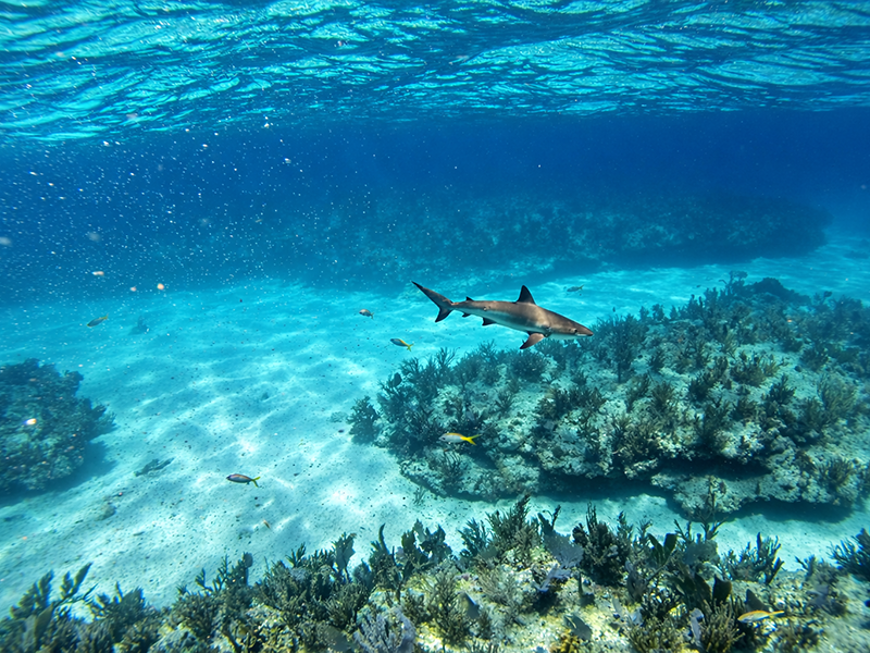 Blacktip shark, Looe Key