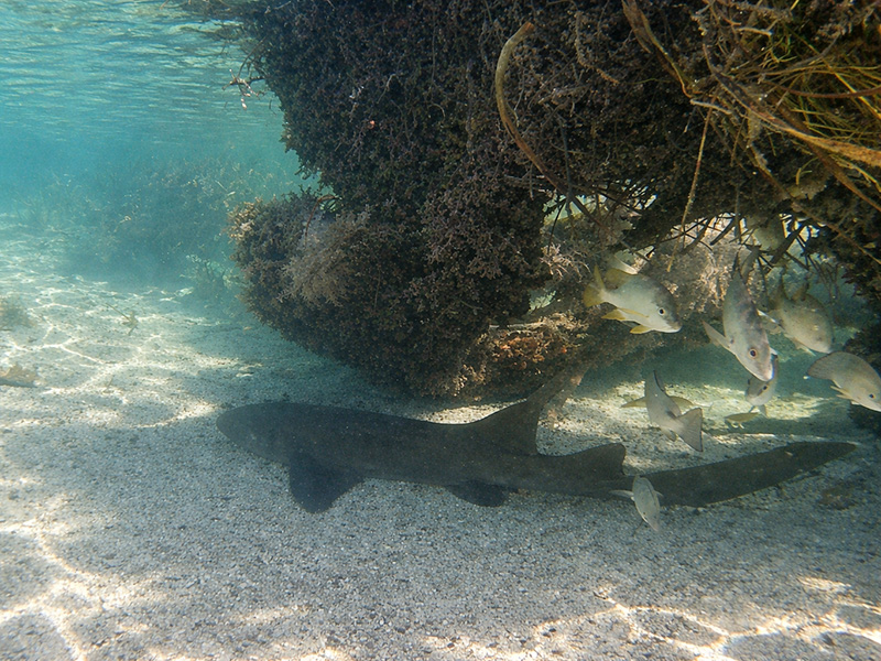 Nurse shark, Marathon