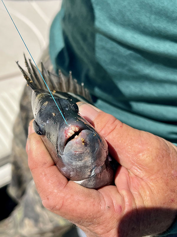 Sheepshead
