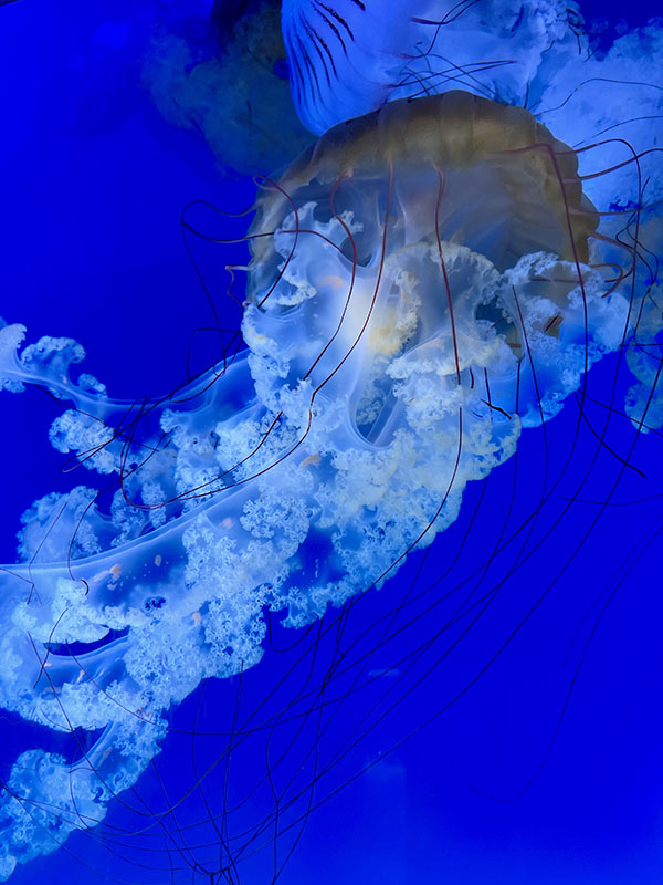 Jellyfish, Mote Marine Lab