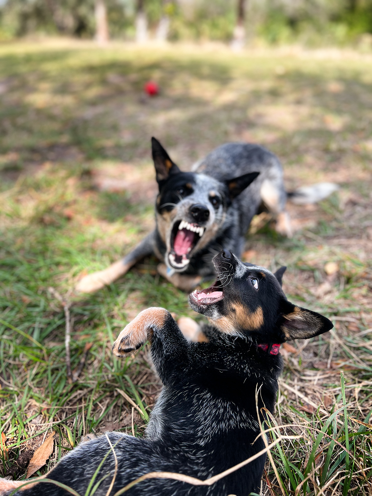 Blue heelers at play, Punta Gorda