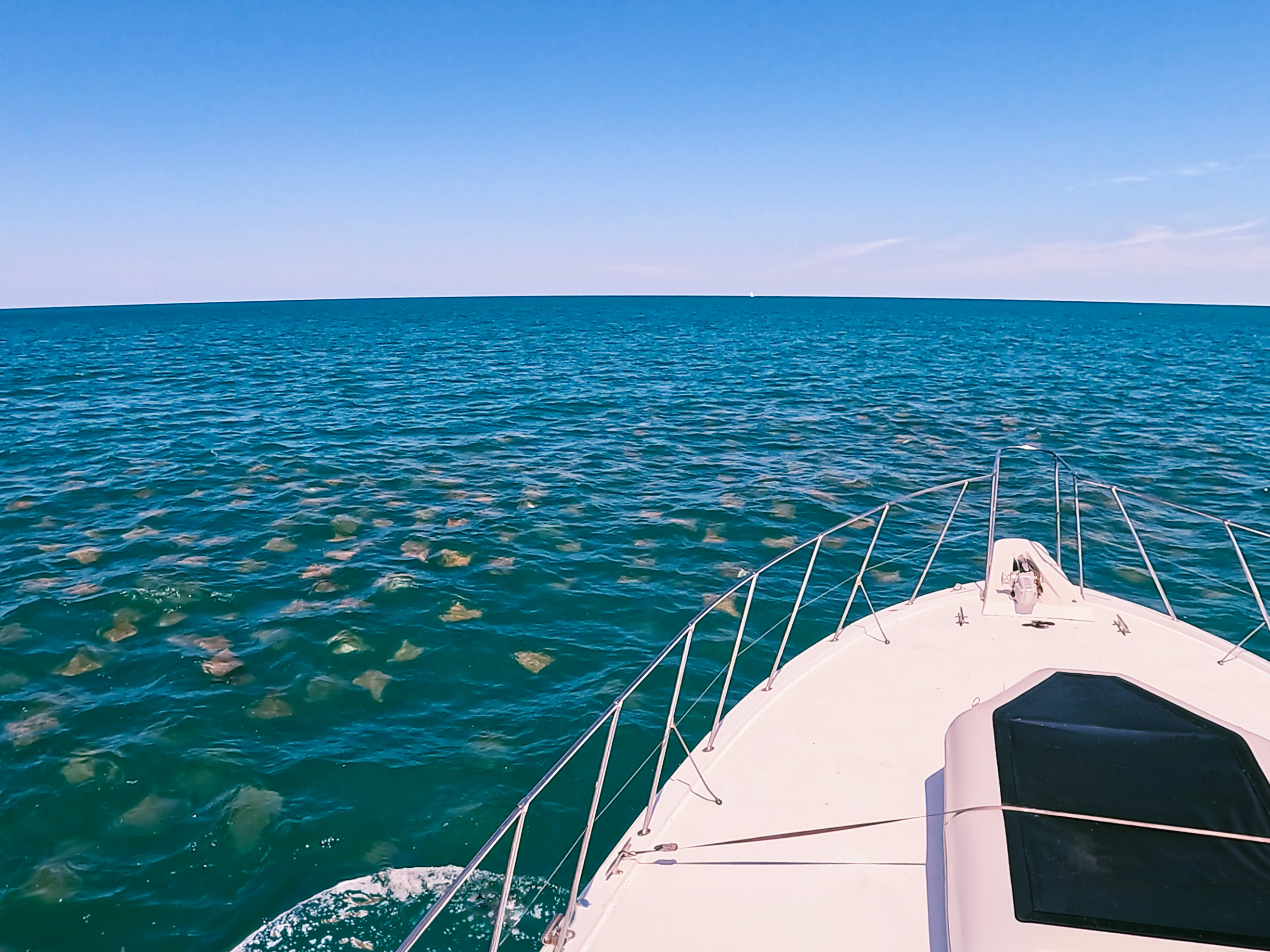 A fever of cownose rays
